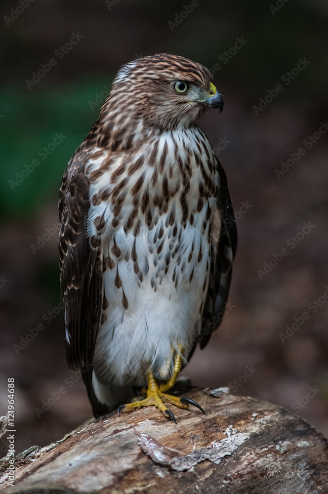 Cooper's hawk on the ground Cooper's hawk on the ground