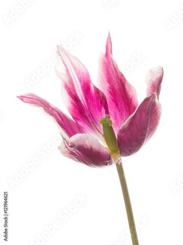 white-purple tulip flower