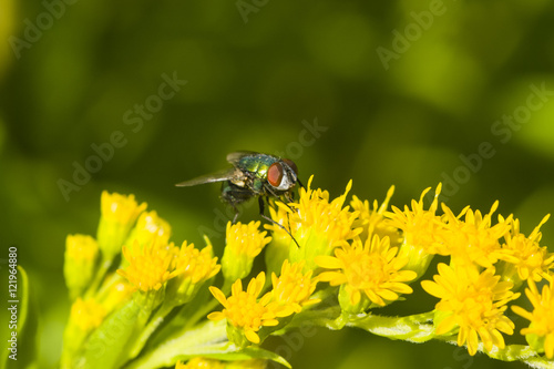 Fly on goldenrod, solidago, flower, close-up with bokeh background, selective focus, shallow DOF © argenlant