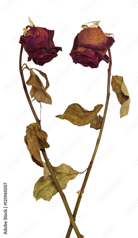 Fototapeta premium Two faded roses on white background