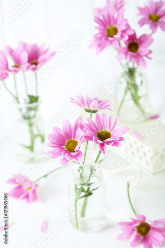 Pink chrysanthemum flowers on white wooden background