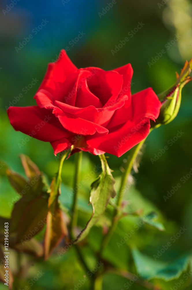 Red Rose with blurred background setting Red Rose with blurred background setting