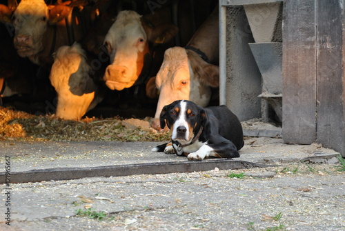 Hütehund mit Kühe