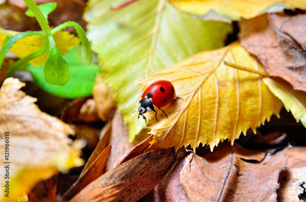 Naklejka premium Biedronka na opadłych żółtych liściach jesienią. Owady w dzikiej przyrodzie.