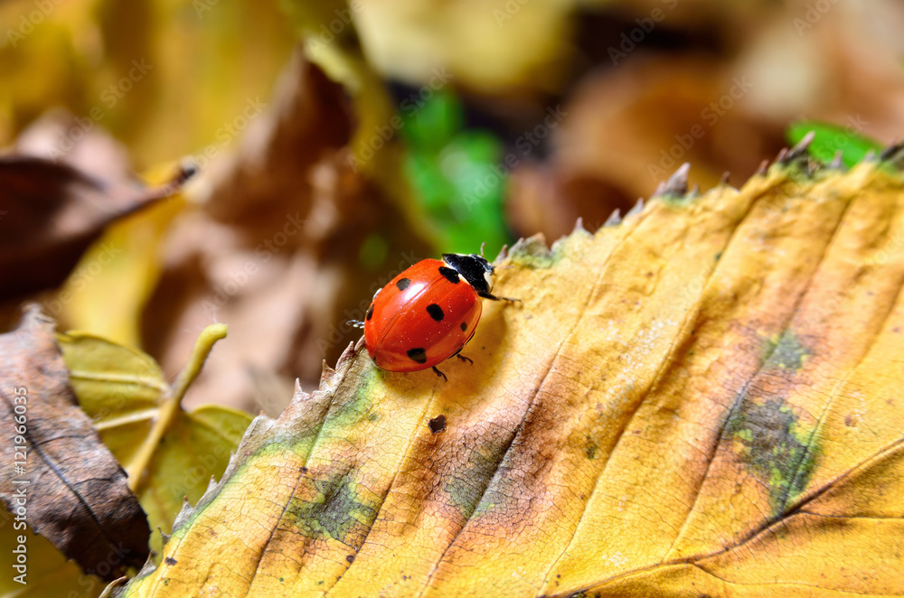 Fototapeta premium Ladybug on the fallen yellow leaves in the fall. Insects in the wild nature.