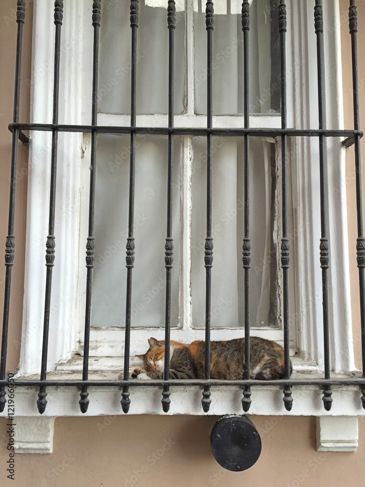 Obraz premium Sleepy cat