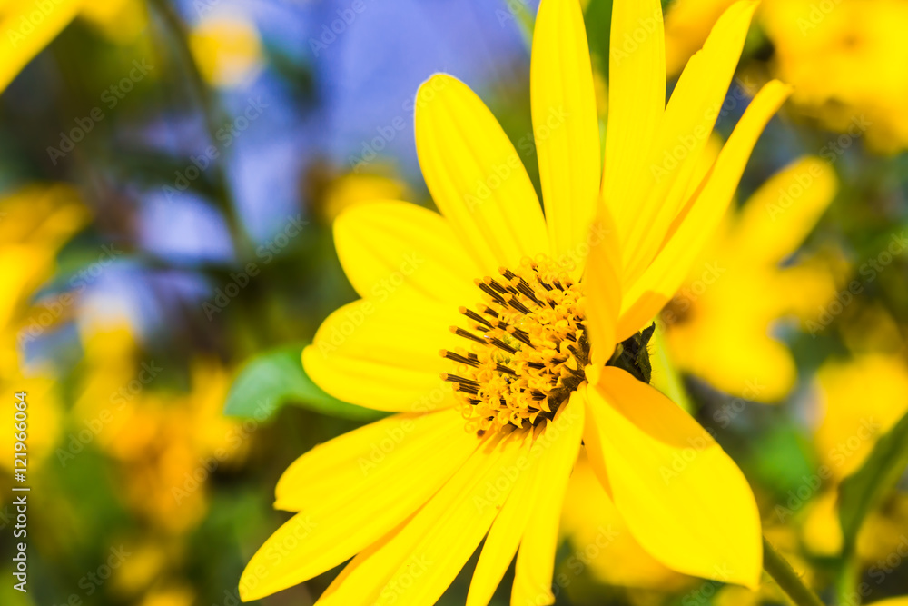 Obraz premium Jerusalem artichoke on bloom
