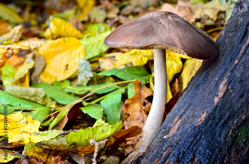 Mushrooms among fallen leaves in the autumn forest. Mushrooms among fallen leaves in the autumn forest.