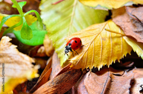 Ladybug on the fallen yellow leaves in the fall. Insects in the wild nature.