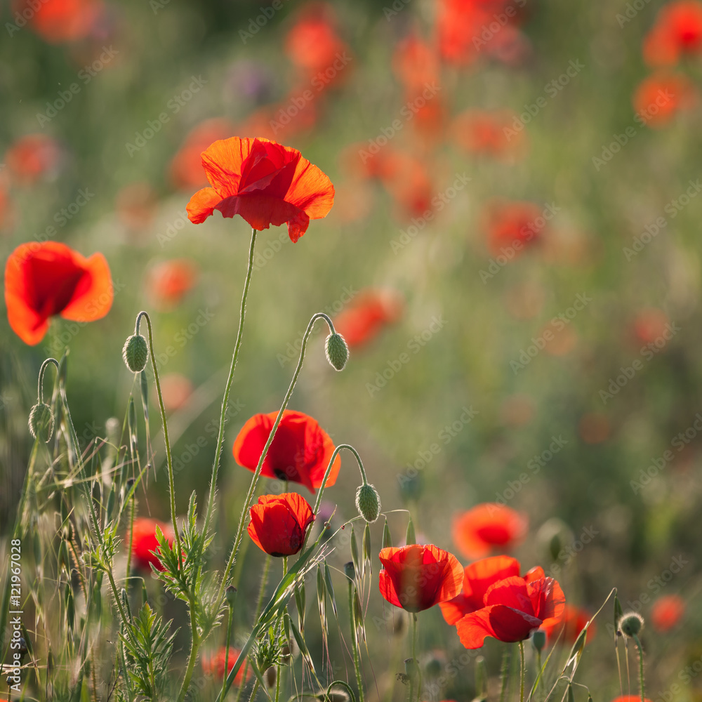 Fototapeta premium Red poppies