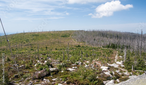 view from Plechy hill summit in Sumava mountain range with forest devastated by bark beetle infestation and blue sky with clouds photo