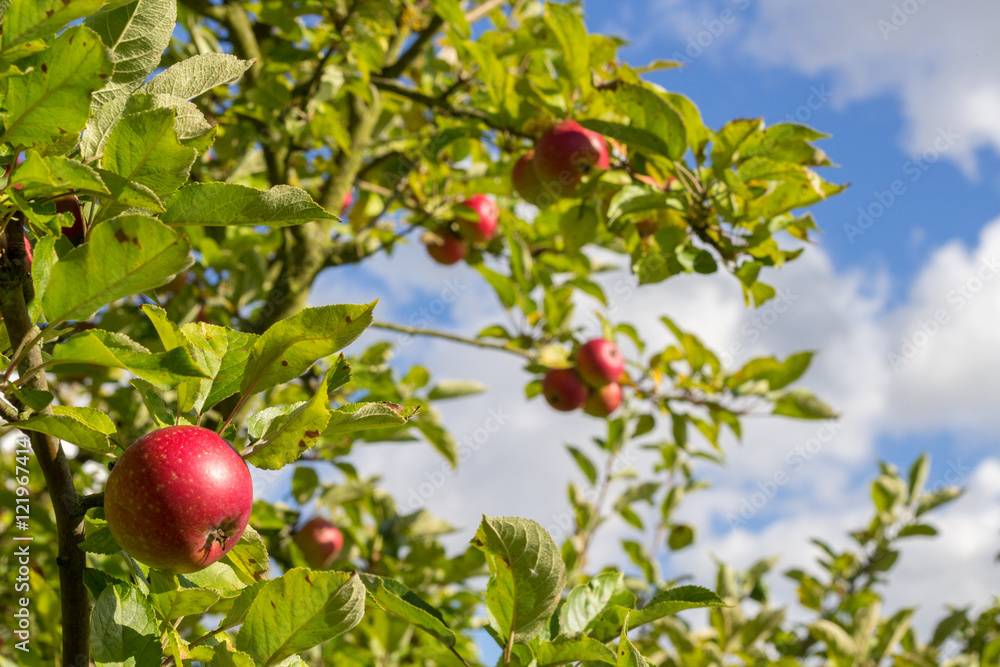 rote Äpfel wachsen am Baum