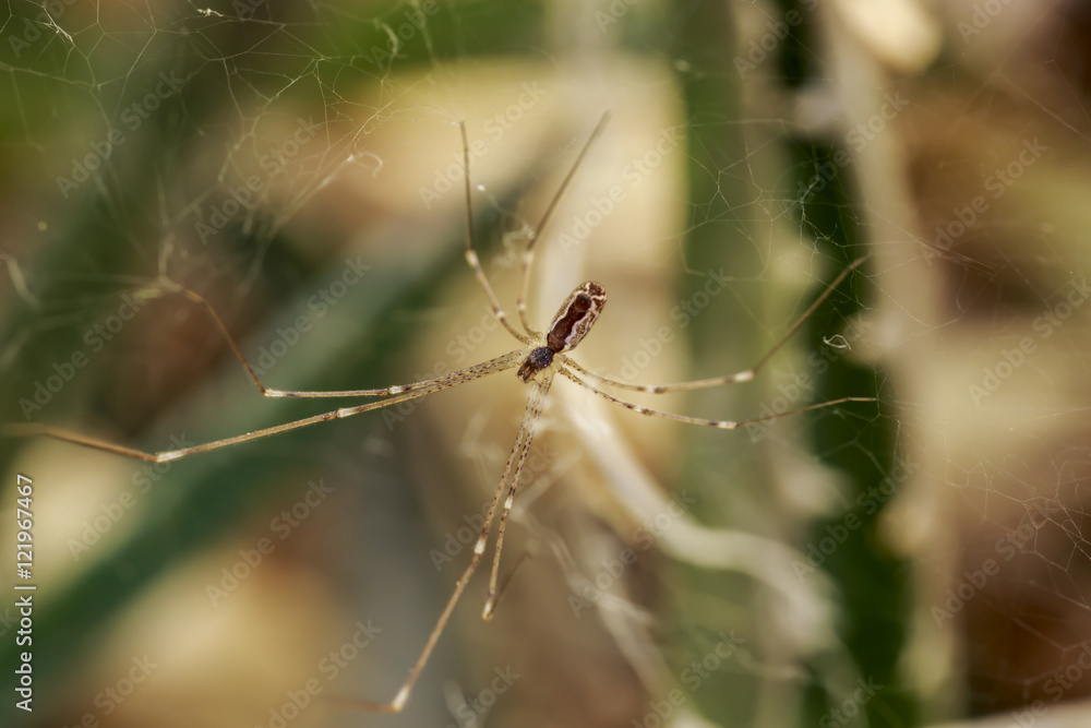 Close-up of small spider with long legs in the cobweb Close-up of small spider with long legs in the cobweb