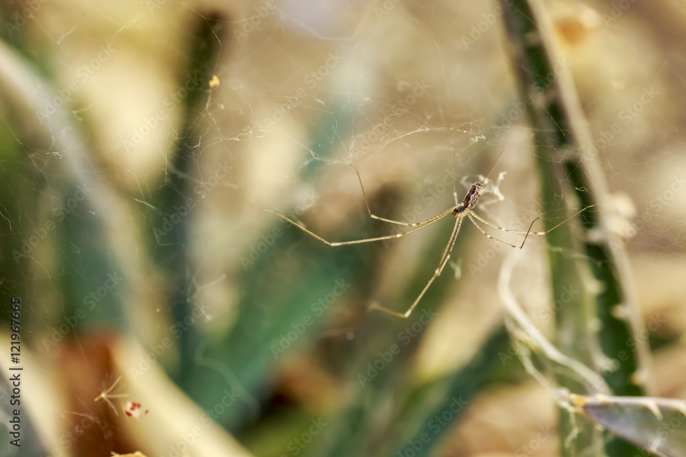 Spider in the cobweb, in front of several cactus plants Spider in the cobweb, in front of several cactus plants