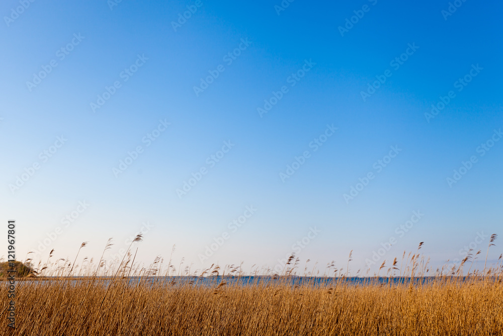 Schilf in Abendsonne