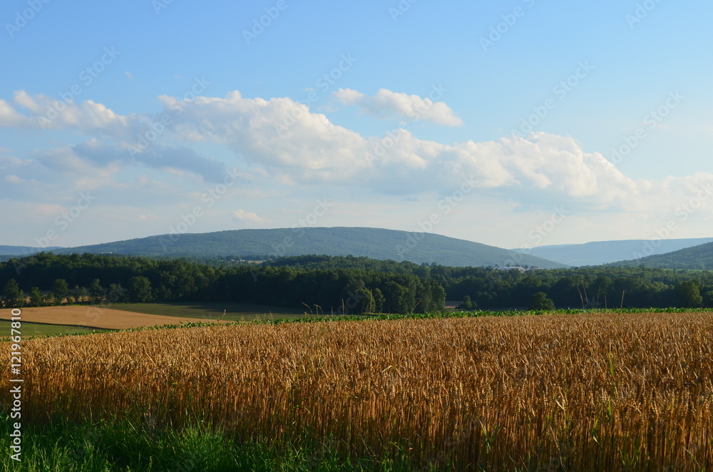 Golden Wheat field and blue skies on a sunny summer day