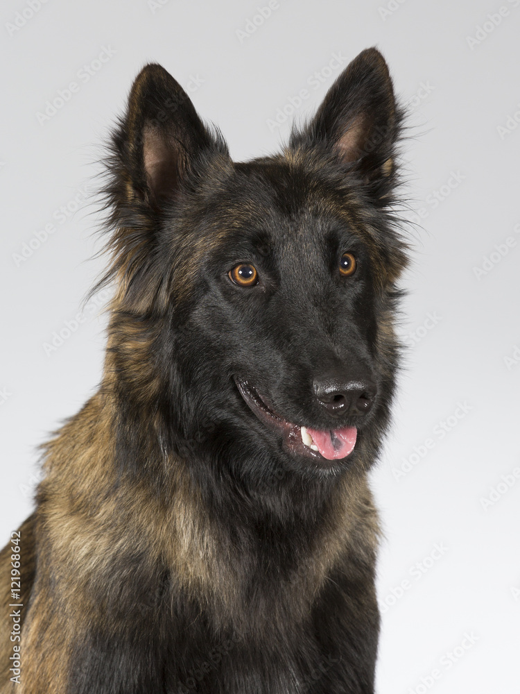 Belgian shepherd - Tervueren dog portrait. Image taken in a studio. Belgian shepherd - Tervueren dog portrait. Image taken in a studio.