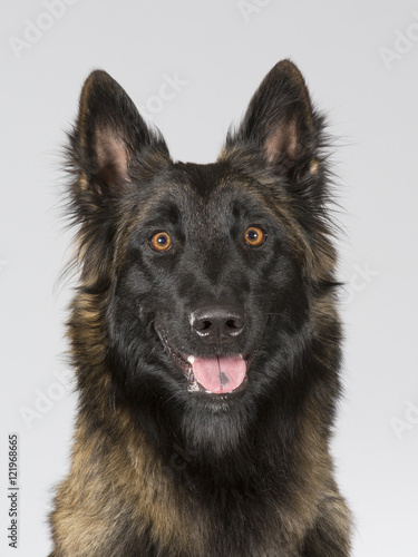 Belgian shepherd - Tervueren dog portrait. Image taken in a studio.
