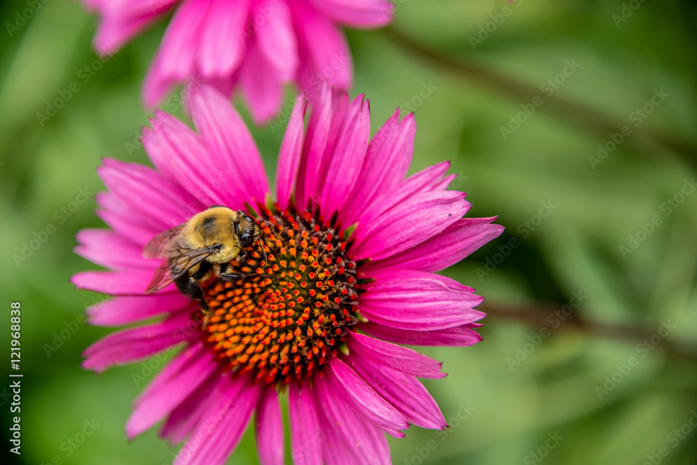 Bumble bee on an echinacea flower Bumble bee on an echinacea flower