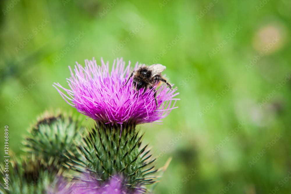 milk thistle, meadow flower, Silybum marianum milk thistle, meadow flower, Silybum marianum