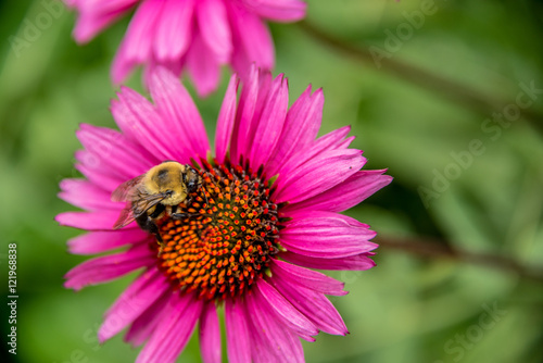 Bumble bee on an echinacea flower