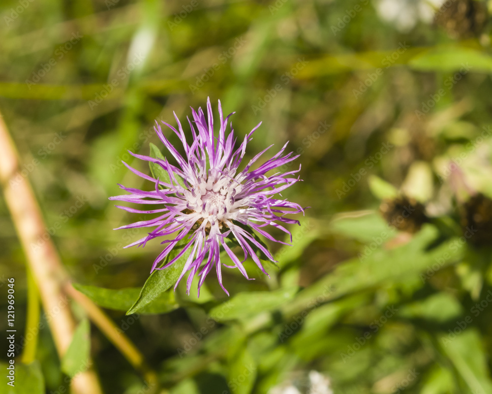 Blooming Brown Knapweed, Centaurea jacea macro, selective focus, shallow DOF Blooming Brown Knapweed, Centaurea jacea macro, selective focus, shallow DOF
