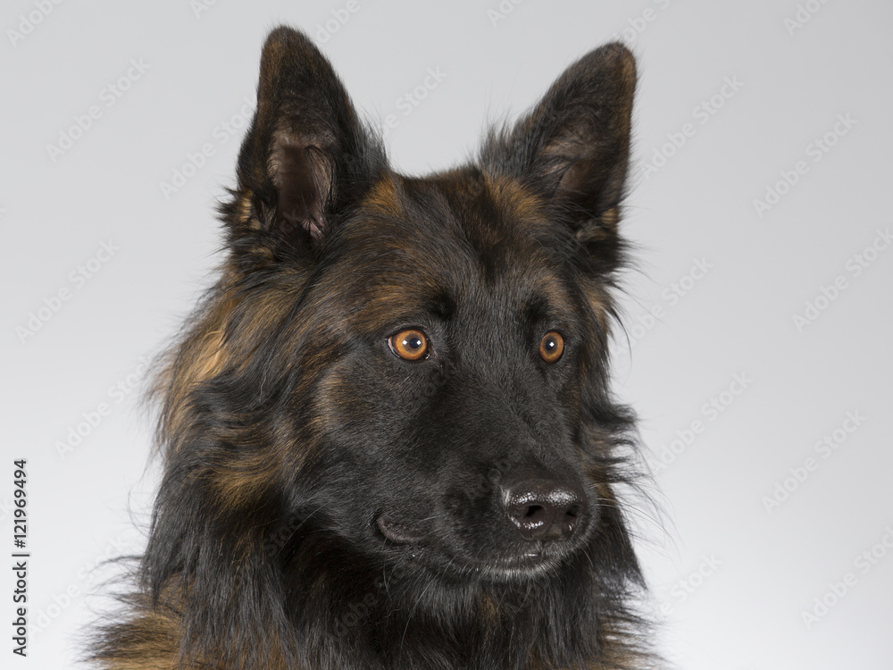 Belgian shepherd - Tervueren dog portrait. Image taken in a studio. Belgian shepherd - Tervueren dog portrait. Image taken in a studio.