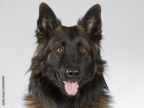 Belgian shepherd - Tervueren dog portrait. Image taken in a studio.