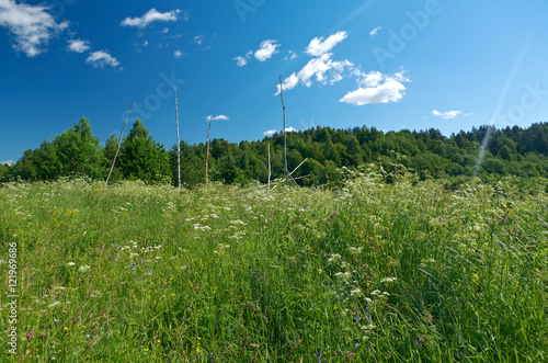 Russian summer meadow