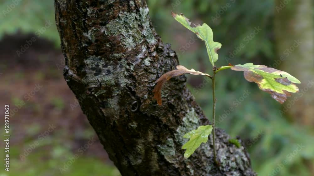 Panning around a young tree branch coming from a tree trunk in a forest Panning around a young tree branch coming from a tree trunk in a forest