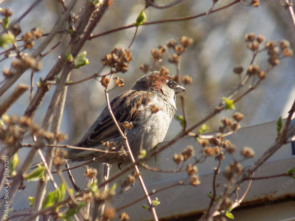 one sparrow sitting on a tree branch one sparrow sitting on a tree branch