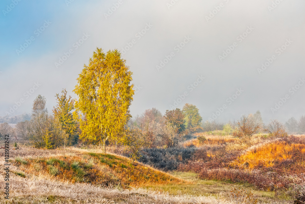 Fototapeta premium yellow trees in fog on the meadow