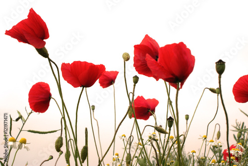 Feld mit roten Mohnblumen im Sommer