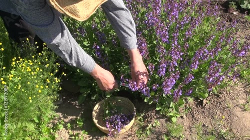 Gardener collecting flowering sage salvia in wicker basket in herb garden on sunny summer day