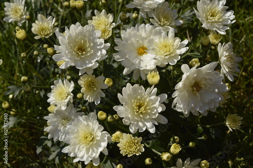 Chrysanthemum grandiflora - beautiful  tiny autumn white flowers  