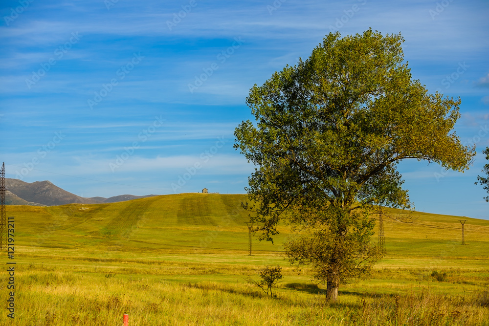 Amazing landscape with stand alone tree, Armenia