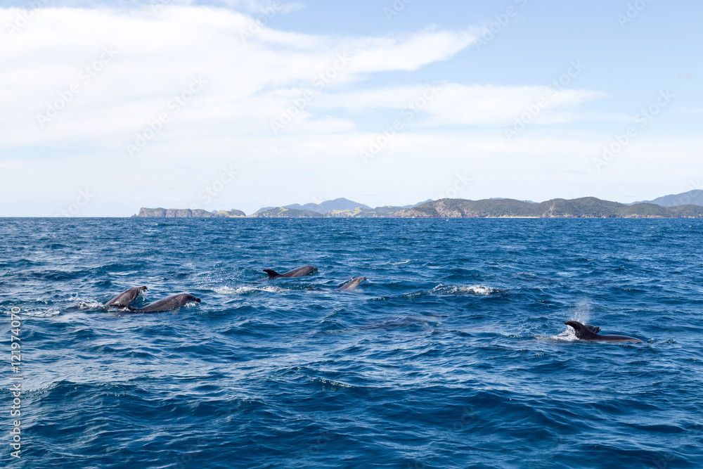 Bay of Islands dolphins Bay of Islands dolphins