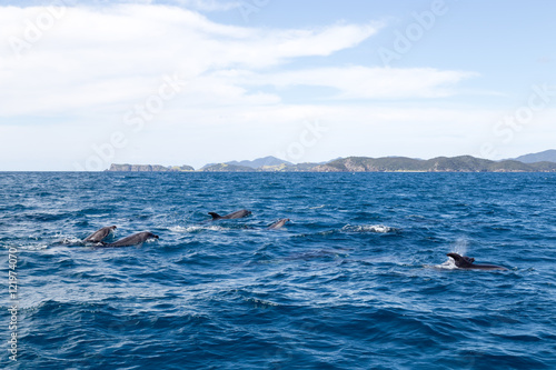 Bay of Islands dolphins © OliverFoerstner
