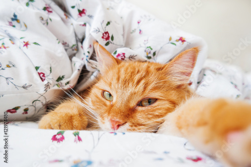 Fototapeta Naklejka Na Ścianę i Meble -  Cute ginger cat lying in bed under a blanket. Fluffy pet comfortably settled to sleep. Cozy home background with funny pet. Cat lying like it want to make selfie.