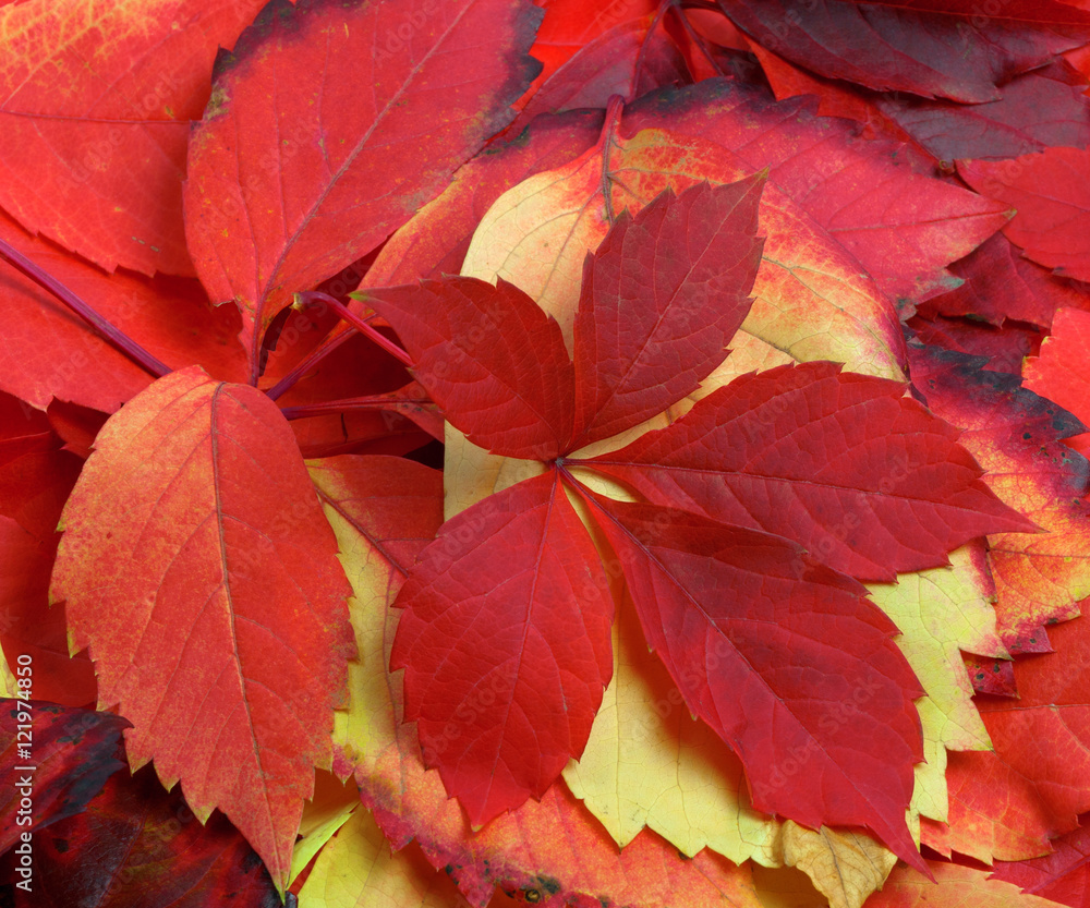 Natural background of multicolor autumn leafs Natural background of multicolor autumn leafs