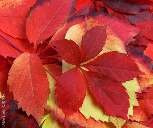 Natural background of multicolor autumn leafs