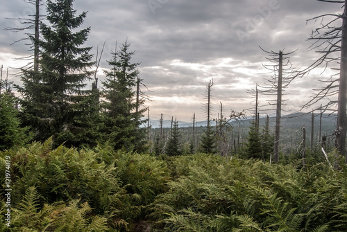 wild Central European nature on czech - german borders near Marfleckl in Bavarian Forest (Sumava) mountains with ferns, trees and clouds photo