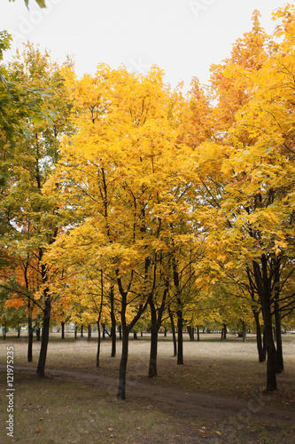 Autumn maple leaves in the park