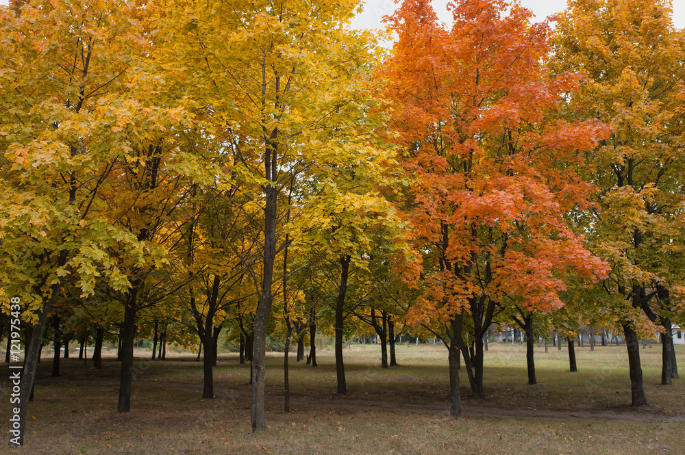 Naklejka premium Autumn maple leaves in the park