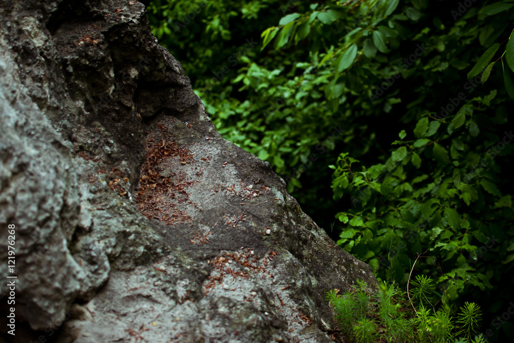 Sharp grey rock in the green summer forest. After the rain Sharp grey rock in the green summer forest. After the rain