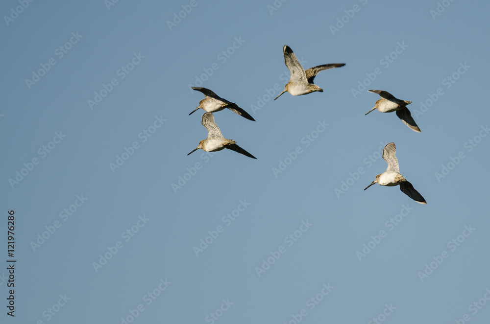 Flock of Wilson's Snipe Flying in a Blue Sky