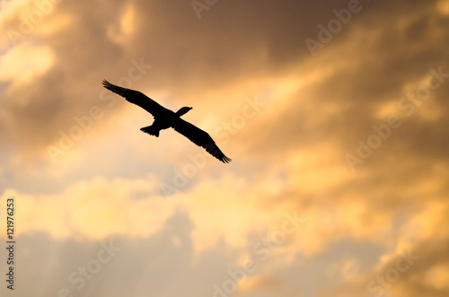 Double-Crested Cormoran Silhouetted in the Sunset Sky As It Flies