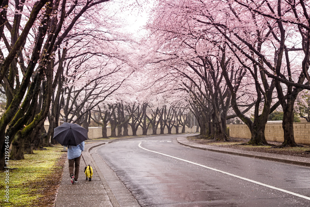 Cherry Blossom in the rain