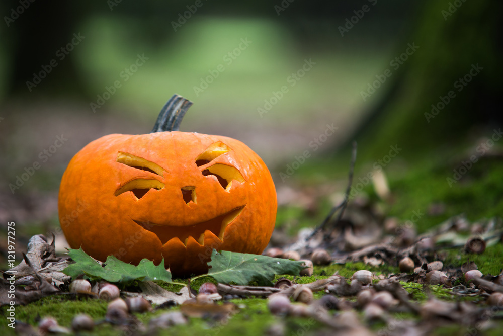 close up on Halloween pumpkin in autumn forest close up on Halloween pumpkin in autumn forest