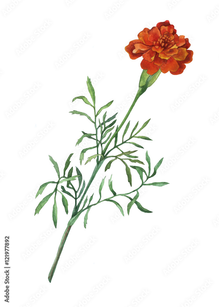 Tagetes patula, the French marigold. Garden flowering plant. Watercolor hand painting illustration on isolate white background.